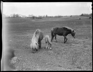 Horses grazing, Golden Cove pony farm