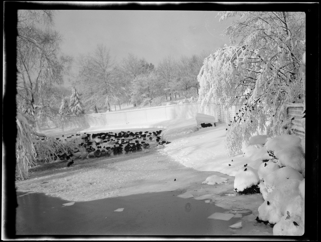 Birds in the snow, Franklin Park