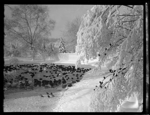 Birds in the snow, Franklin Park