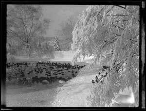 Birds in the snow, Franklin Park