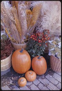Pumpkins and fall plants, Old Sturbridge Village, Sturbridge, Massachusetts