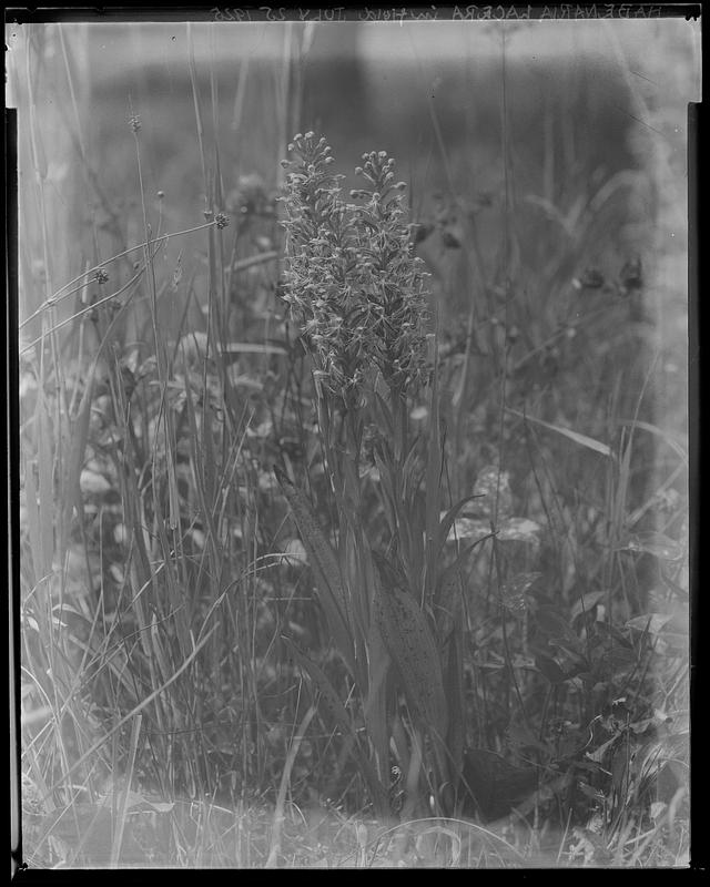 Habenaria lacera in field