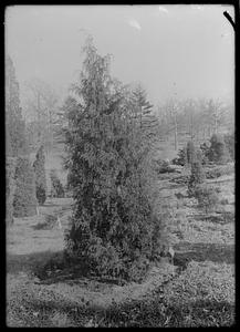 Juniperus virginiana pendula