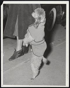 Poodle Pedestrian, Paris, is all ears and at attention. He's showing off his foul-weather jacket, the gift of his owner, Mrs. Forman Jacobson of Brookline, as coldest cold wave of the years grips Greater Boston.