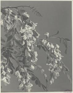 228. Robinia pseudo-acacia, common locust, false acacia