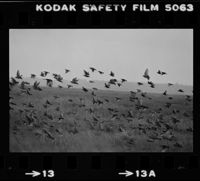 Plum Island turnpike and starlings