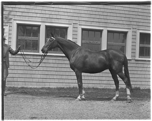 Small Packages and Jr. John R. Macomber, famous race horse goes to vacation farm rest of life