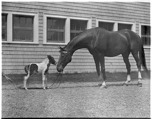 Small Packages and Jr. John R. Macomber, famous race horse goes to vacation farm rest of life