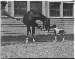 Small Packages and Jr. John R. Macomber, famous race horse goes to vacation farm rest of life