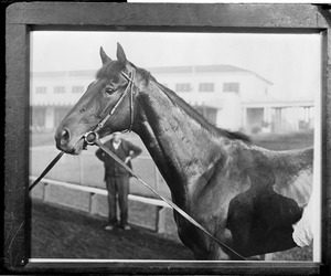 Horse racing - Twenty Grand Payne Whitne's fleet 3 year old. $70,000 winner at Arlington Park, Chicago.