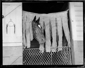 Horse in stall at race track