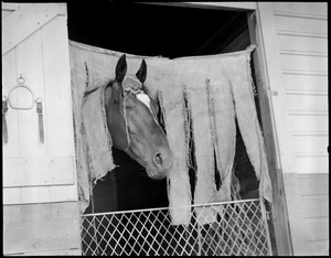 Horse in stall at race track