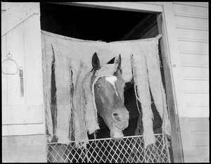 Laughing horse in stall at race track