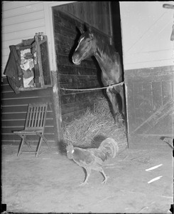 Narragansett stables - horse and rooster