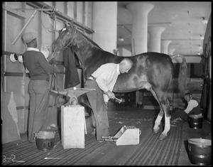 Blacksmith shoes a horse backstage at the Boston Garden for the horse show