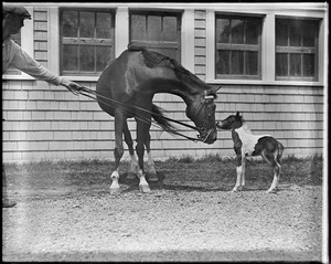 Small Package, Macomber's famous race horse with junior