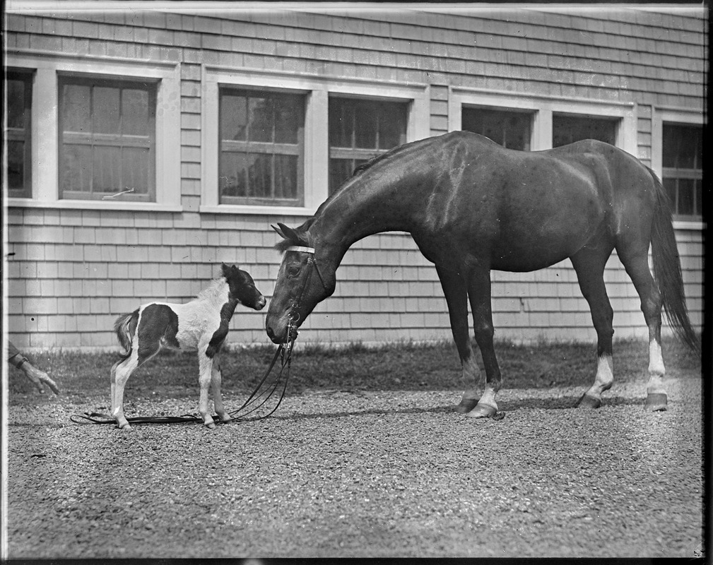 Small Package, Macomber's famous race horse with junior