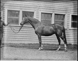 Small Package, Macomber's famous race horse