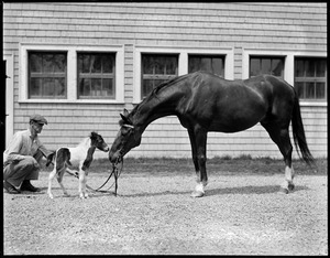 Small Package and Small Package Jr., not mother and child but named after John R. Macomber's famous racer. He won 25 years ago and is at vacation farm, Methuen, Mass for rest of days. The Shetland pony is 1 week old.