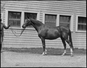 Small Package and Small Package Jr., not mother and child but named after John R. Macomber's famous racer. He won 25 years ago and is at vacation farm, Methuen, Mass for rest of days. The Shetland pony is 1 week old.