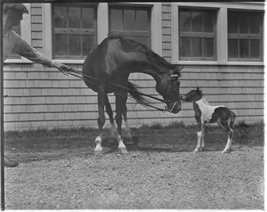 John R. Macomber's Small Package meets his namesake, a baby Shetland pony named Small Package, Jr.