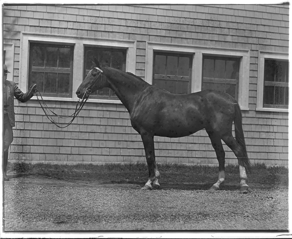 John R. Macomber's horse Small Package