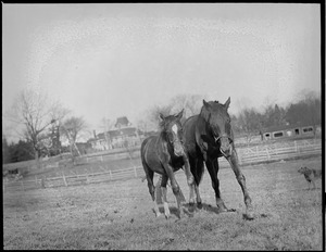 Social Climber and his mother, Framingham