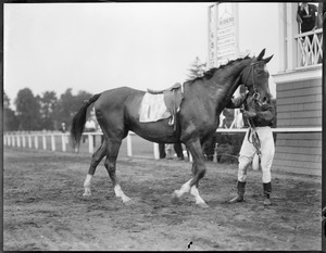 Macomber's famous old race horse Small Package 25 years old - 20 years ago it raced and won money for Macomber
