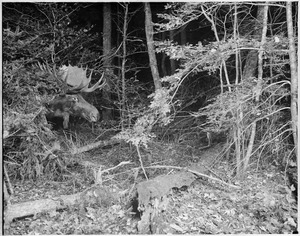 Moose hunting by night up in Maine