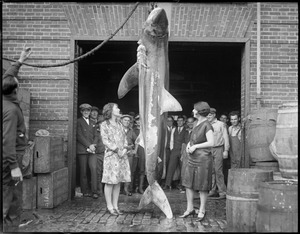 Largest shark caught off Manomet - 800 pounds. Tipped over dory with two men before it was landed. (Note: Costume of girls that wrap the fish at South Boston fish pier.)