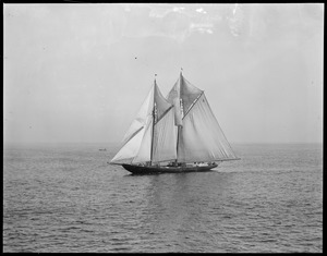 Shamrock - came in 3rd in Lipton Cup race at Gloucester