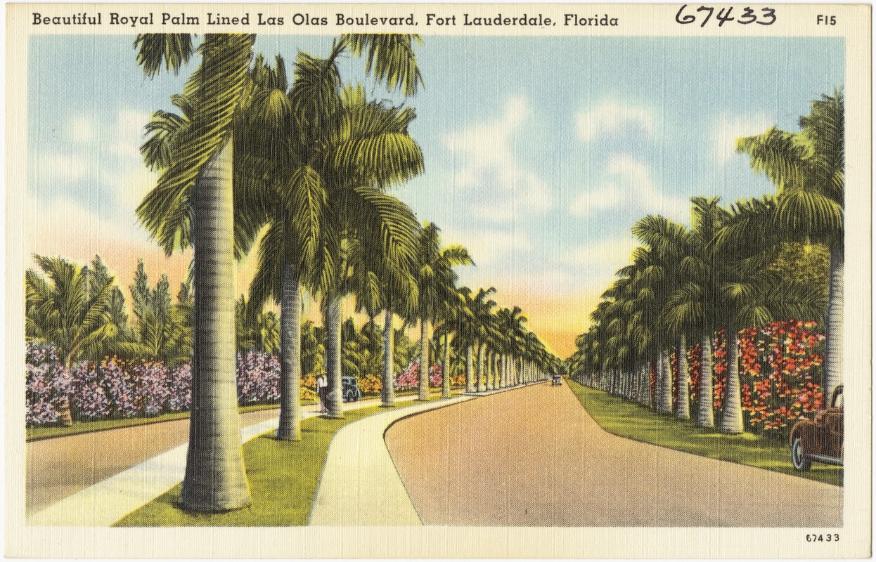 Beautiful royal palm lined Las Olas Boulevard, Fort Lauderdale, Florida