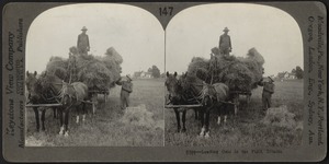 Loading oats in the field, Illinois