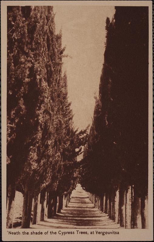 Neath the shade of the cypress trees, at Vergouvitsa