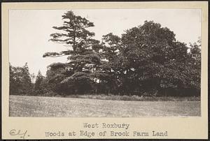 West Roxbury, woods at the edge of Brook Farm land