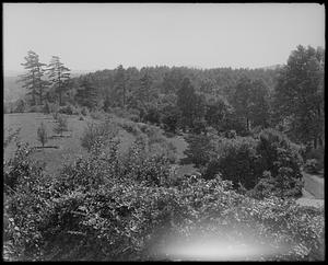 Scene at Arnold Arboretum