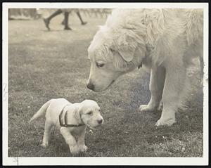 "Look Who's Here!-- Five-months-old English setter, Roxane," (left) owned by Miss Ann field of Newton, walks unconcernly by "Rhoddy", a Great Pyrenee, yesterday at the Canine Carnival held on the Walworth estate in Newton Center to aid Bundles for Britain.