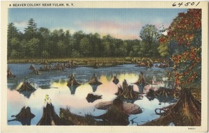 A beaver colony near Yulan, N. Y.