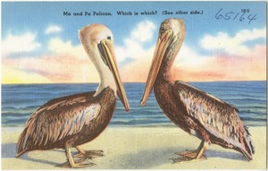 Ma and pa pelican. Which is which? (See other side.)