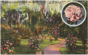 Camellia Japonica's Lane, Florida