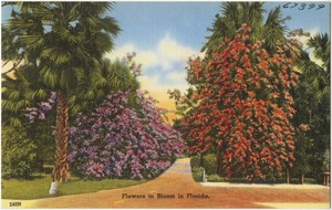 Flowers in bloom in Florida