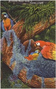 A colorful Macaw family in Florida