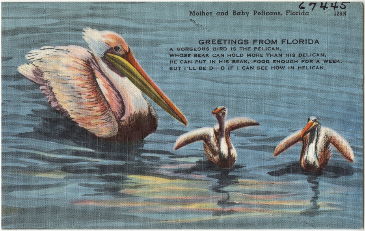 Mother and baby pelicans, Florida