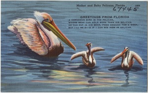 Mother and baby pelicans, Florida