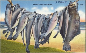 Record catch in Florida