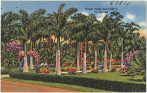 Royal palm-lined drive, in Florida