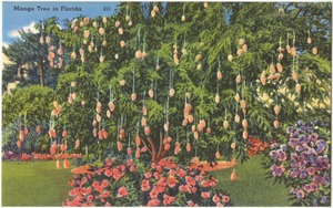 Mango tree in Florida