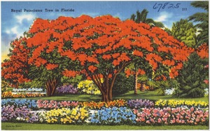 Royal Poinciana tree in Florida