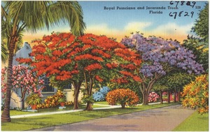 Royal Poinciana and Jacaranda trees, Florida