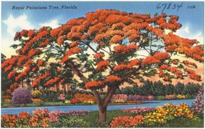 Royal Poinciana tree, Florida
